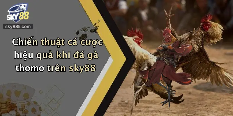Chiến thuật cá cược hiệu quả khi đá gà thomo trên sky88
