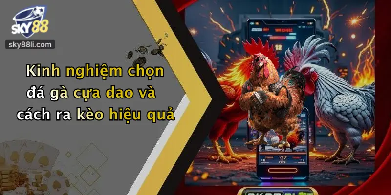Kinh nghiệm chọn đá gà cựa dao và cách ra kèo hiệu quả