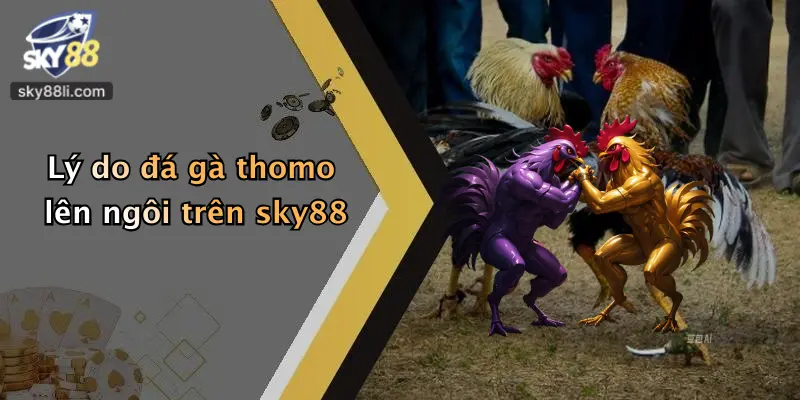 Lý do đá gà thomo lên ngôi trên sky88