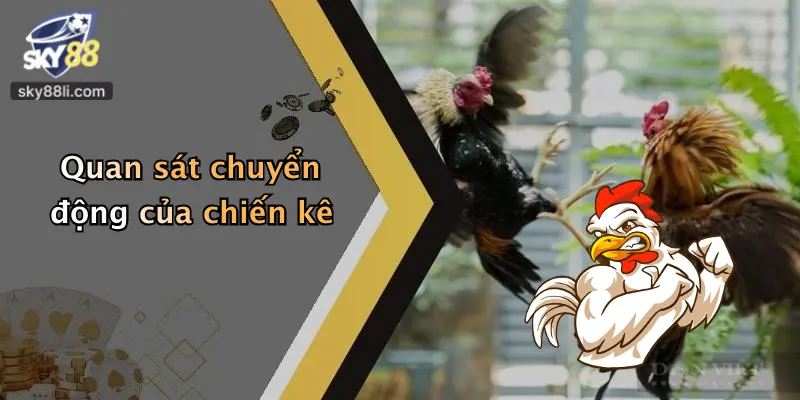 Quan sát chuyển động của chiến kê