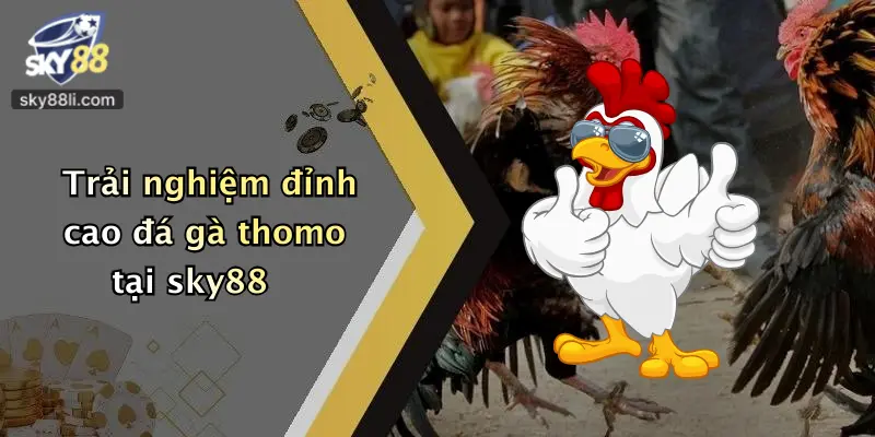 Trải nghiệm đỉnh cao đá gà thomo tại sky88